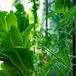 ホテル Macedon タソス