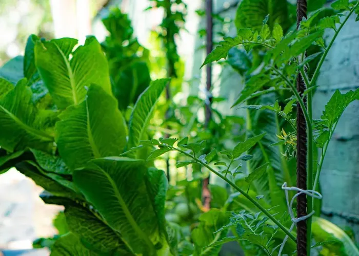 Hotell Macedon Thassos